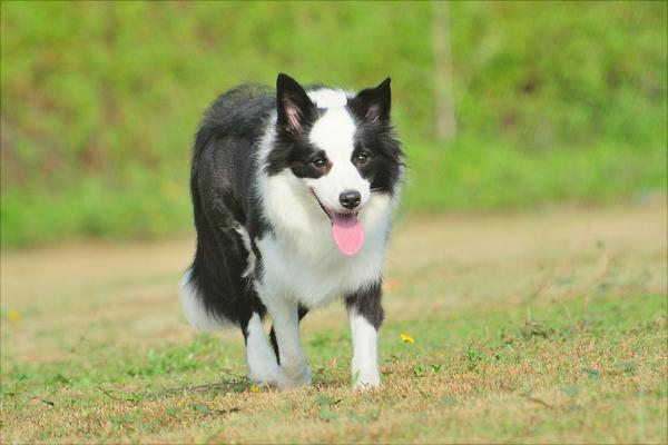 边境牧羊犬训练方法