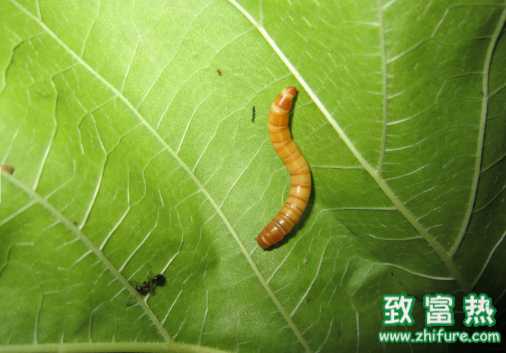 黄粉虫的部分食用方法