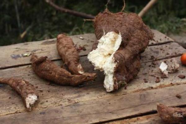 野葛市场价格多少钱一斤 野葛什么时候挖