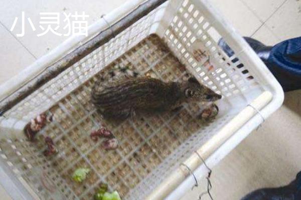 小灵猫市场价格多少钱一只 大灵猫和小灵猫的区别是什么