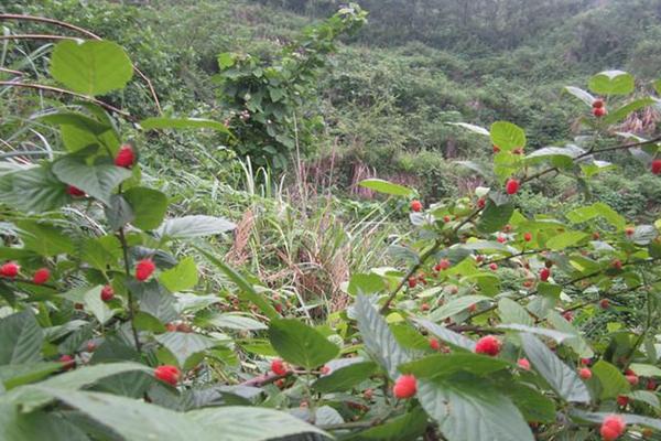 山莓市场价格多少钱一斤 为什么没人种植山莓