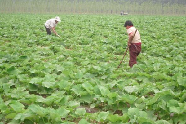 牛蒡种子市场价格多少钱一斤 牛蒡种子哪里有卖