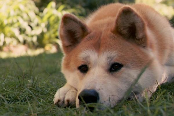 秋田犬市场价格多少钱一条 秋田犬为什么那么贵