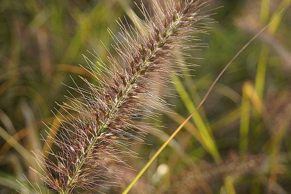 2018种狼尾草赚钱吗？狼尾草种植的利润与投资成本及前景预测