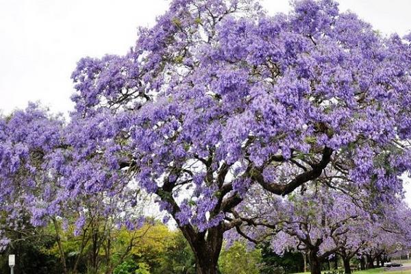 蓝花楹种子市场价格多少钱一斤