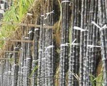 柳州光照雨水充足