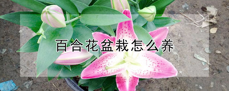 百合花盆栽怎么养"