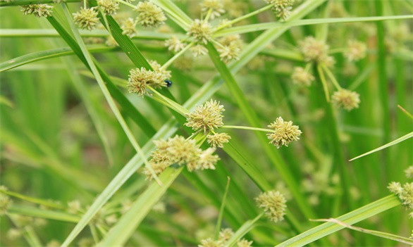 白菜除杂草的药剂有哪些？怎么使用