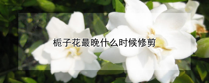 栀子花最晚什么时候修剪"