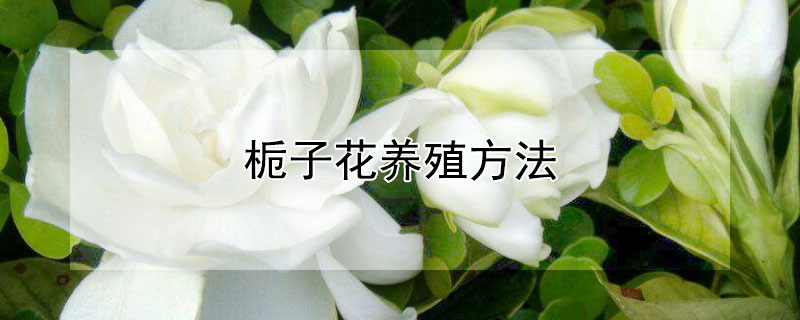 栀子花养殖方法