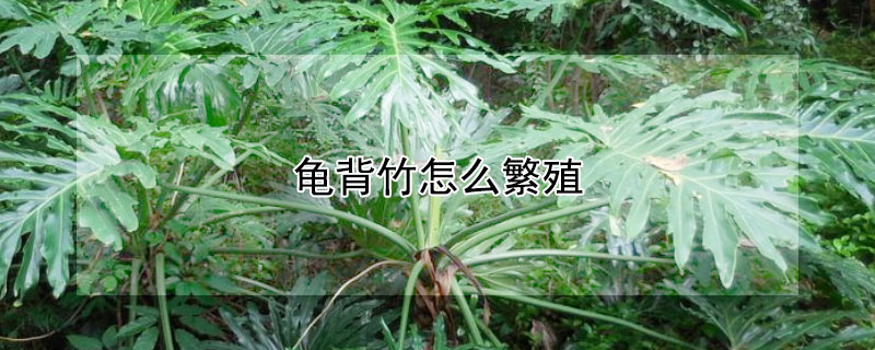 龟背竹怎么繁殖"