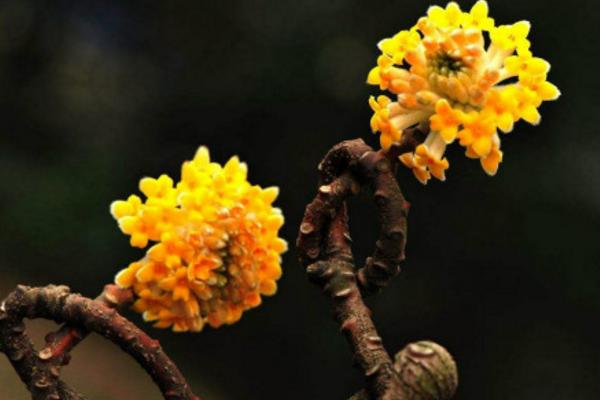 结香花市场价格多少钱一棵 结香花怎么养