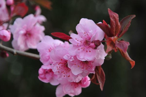 樱花种子市场价格多少钱一斤