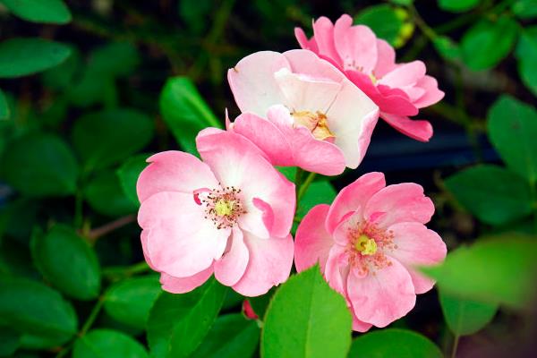 蔷薇花种子市场价格多少钱一斤