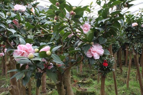 茶花树苗市场价格多少钱一棵 茶花树苗怎么种植