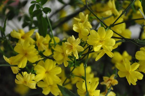 迎春花市场价格多少钱一盆