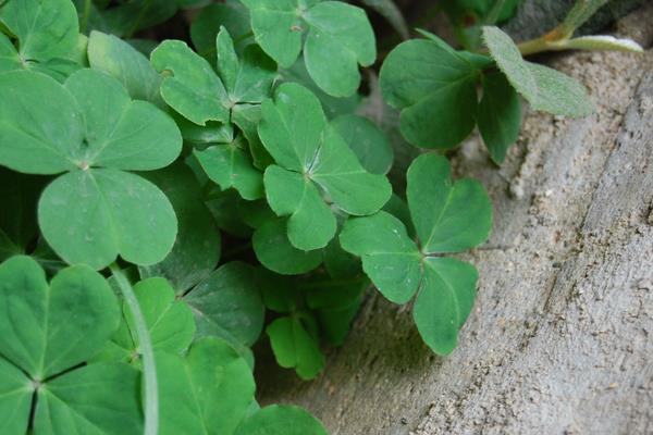 三叶草市场价格多少钱一吨 三叶草种植技术