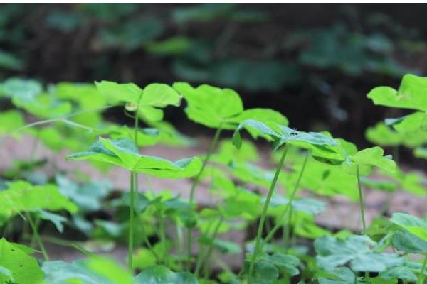 三叶草市场价格多少钱一吨 三叶草种植技术