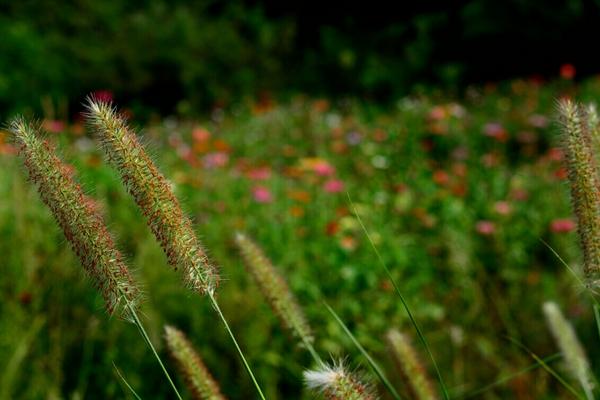 2018种狼尾草赚钱吗？狼尾草种植的利润与投资成本及前景预测