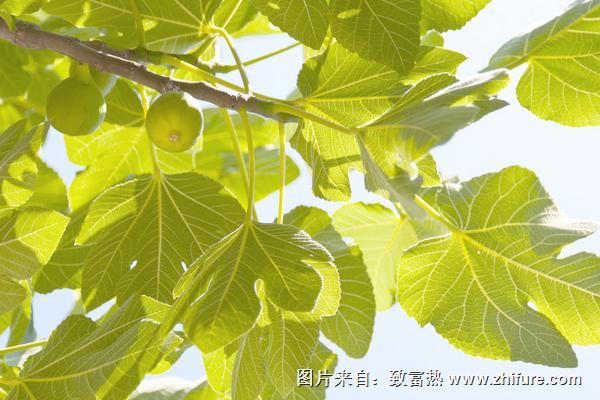 无花果种植前景"