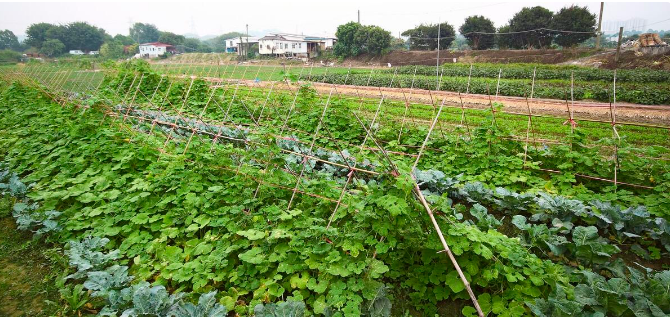 农业种植知识-施肥小技巧"