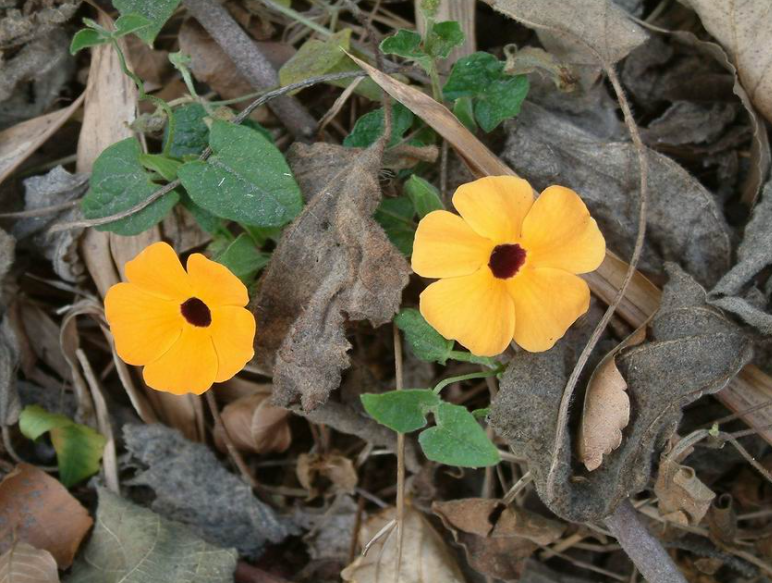 黑眼花播种繁殖方法步骤