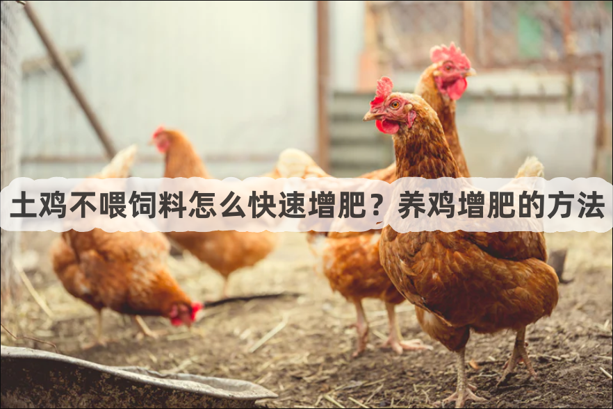 土鸡不喂饲料怎么快速增肥？养鸡增肥的方法"