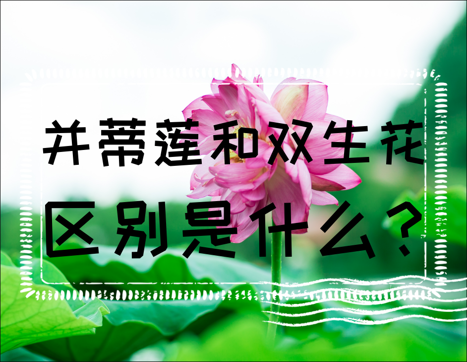 并蒂莲和双生花的区别是什么？"