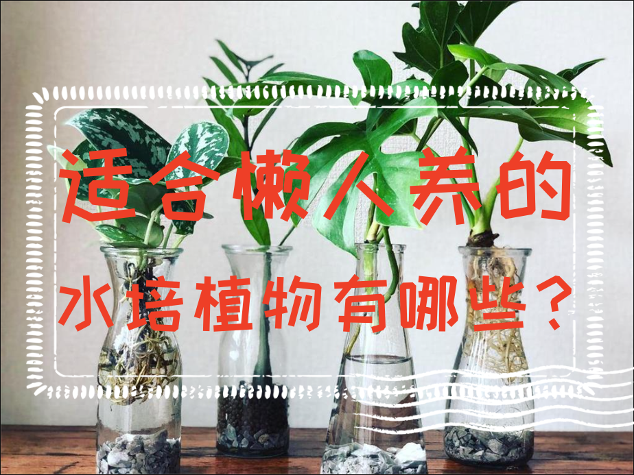 适合懒人养的水培植物有哪些？水培植物介绍"