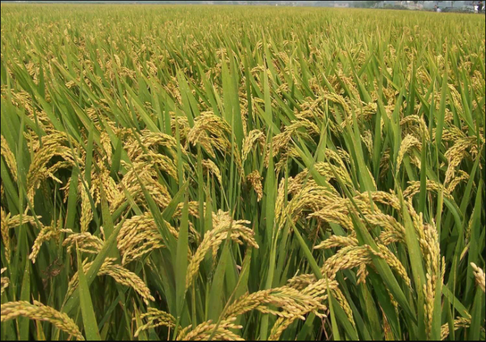 籼稻适宜的种植海拔上限是多少？"