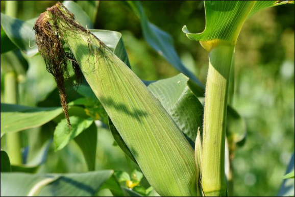 登海605玉米需要控旺吗？登海605种植注意事项"