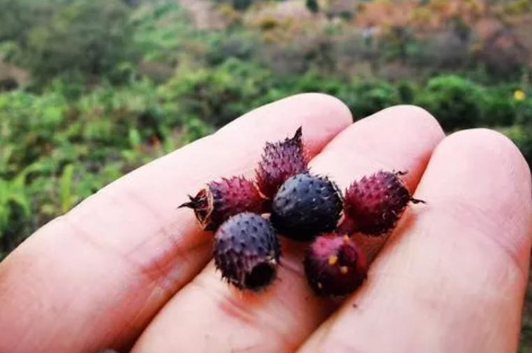 地菍是什么植物的果实？其种植价值是什么？