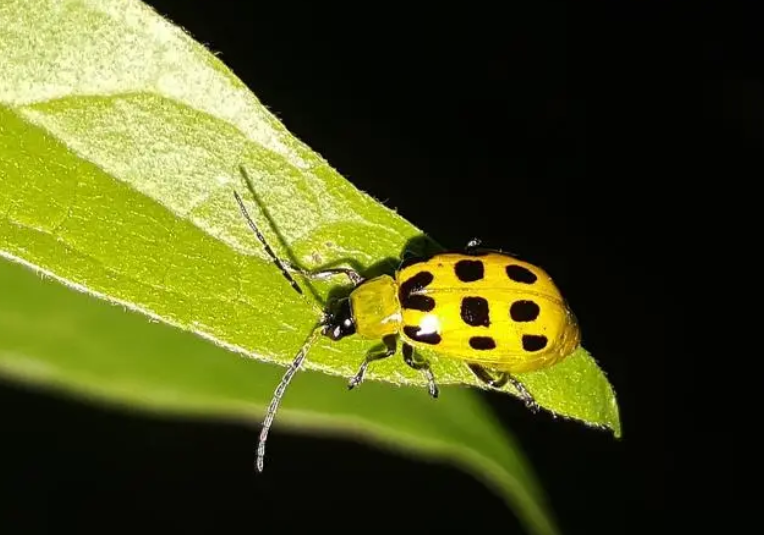 甲维盐有哪些特点？可以防治哪些害虫？