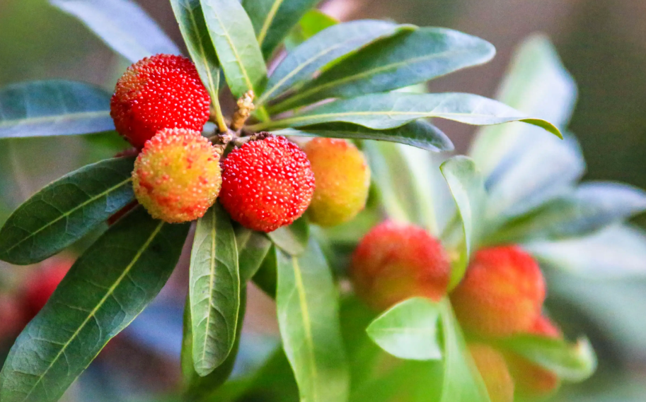 杨梅开花季节以及抽几次枝梢？什么季节环割？