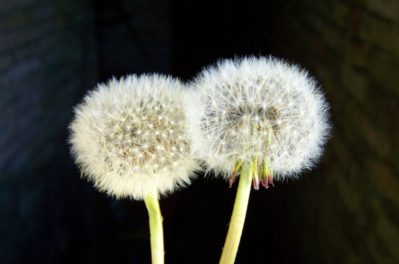 华花郎就是蒲公英吗？种子如何传播？"