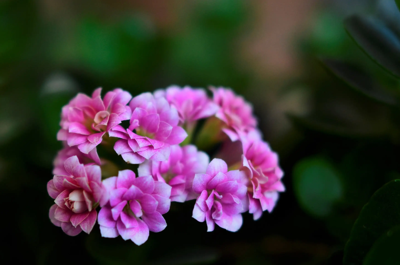 福寿花如何种植？一般几月播种？"