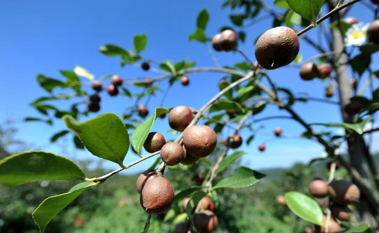 云南油茶树种植基地和生长习性