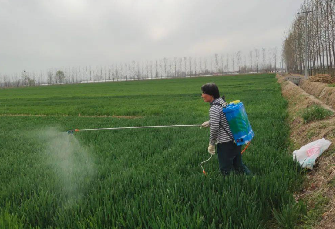 小麦除草剂使用禁忌"