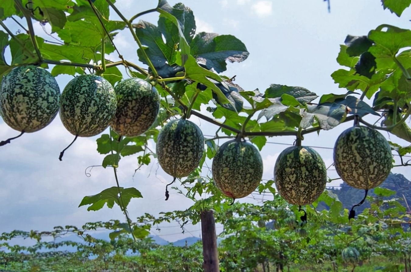 吊瓜的种植栽培要点