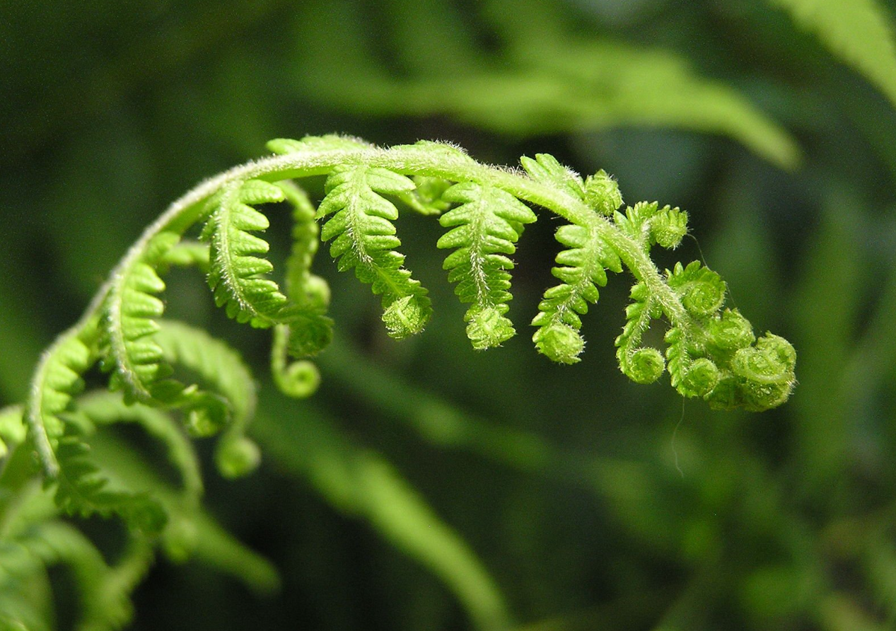 哪些植物不需要阳光？这些植物有哪些特征？"