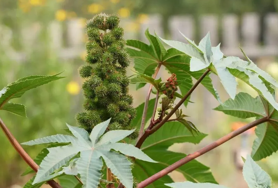 蓖麻的用途有哪些？什么季节可以栽种？