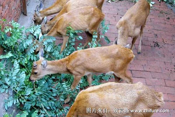 养狍子一年能挣多少钱