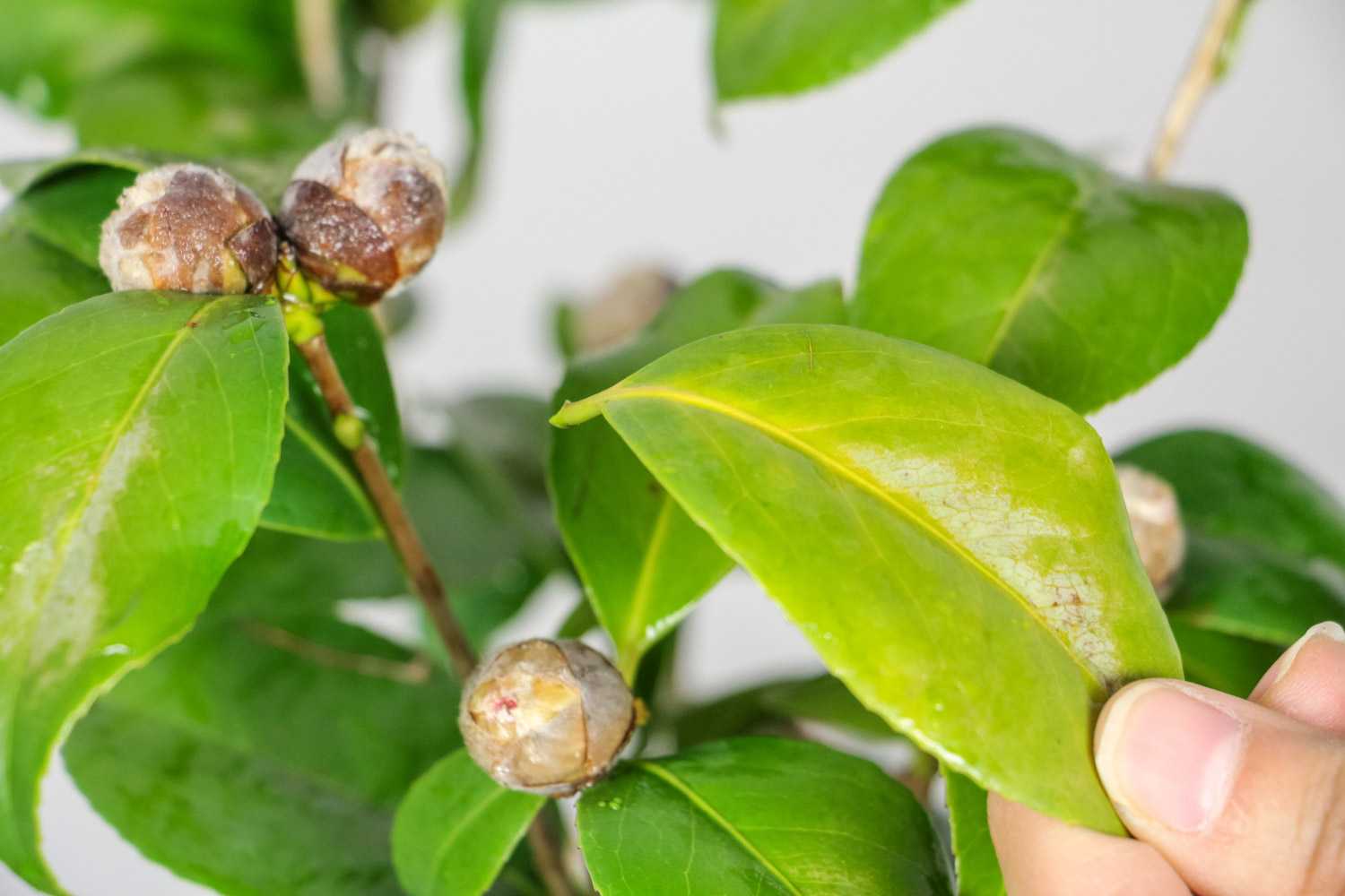 山茶花介壳虫怎样防治？山茶花介壳虫防治措施"