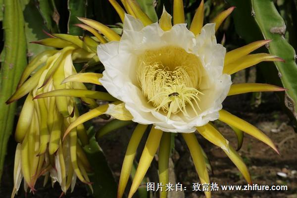 霸王花是不是火龙果的花"