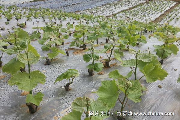 黑色甜菜葡萄苗价格多少钱一株