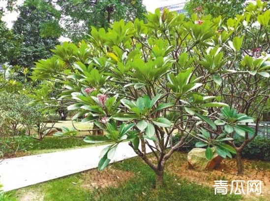 园林植物种植常见病虫害及防治方法"