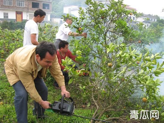 柑橘黄龙病怎么治疗？柑橘黄龙病树要处理吗"