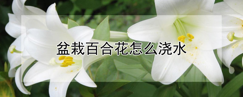 盆栽百合花怎么浇水"