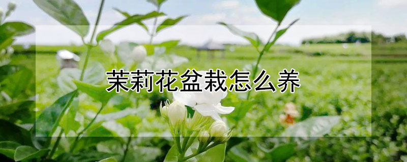 茉莉花盆栽怎么养"