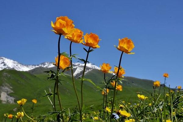 金莲花图片大全 金莲花什么时候开花